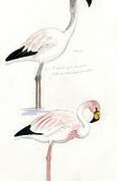 Carnets d'un naturaliste en Camargue / Serge Nicolle, Jean Boutin | Nicolle, Serge (1947-....). Auteur